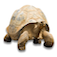backwaterreptiles.com icon