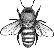 becausetees.com icon