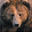 blackforestdecor.com icon