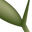 easternleaf.com icon