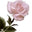 heartofdoll.com icon
